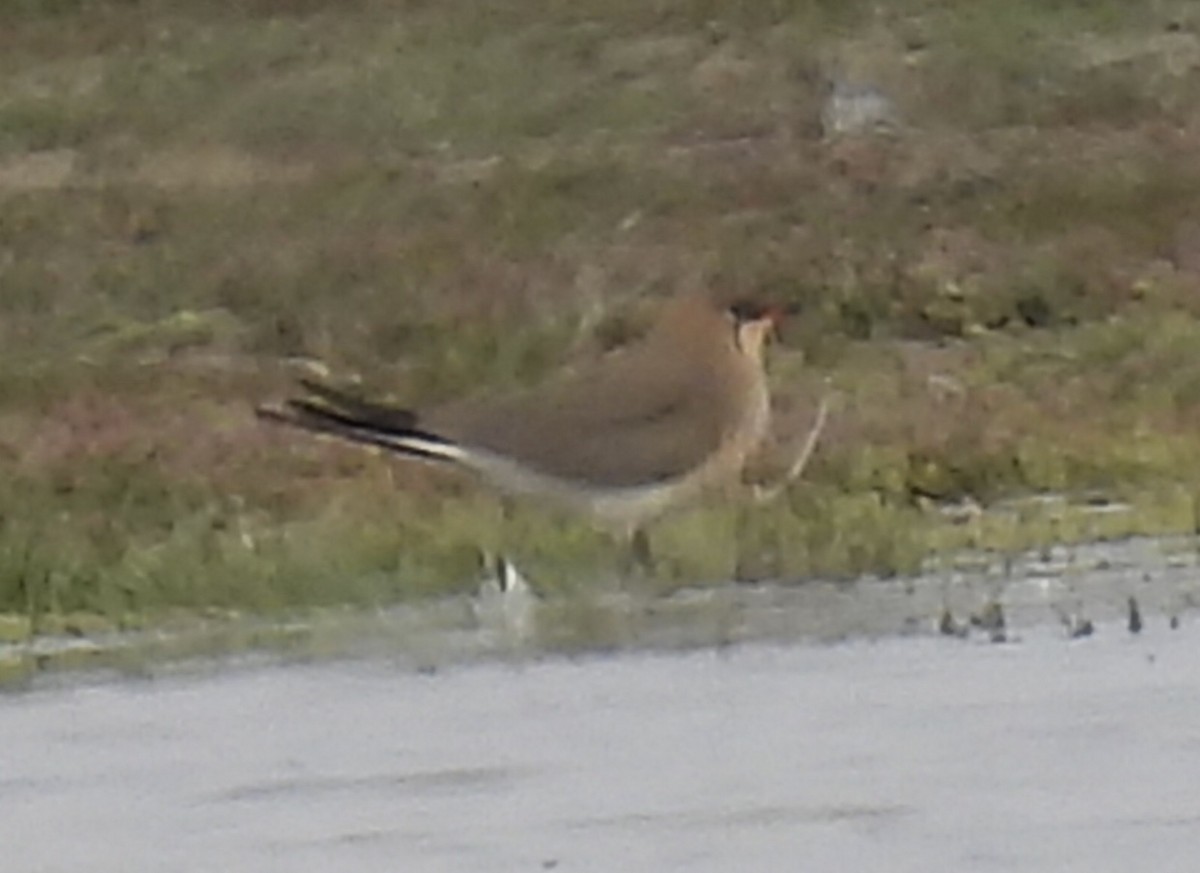 Collared Pratincole - ML617044074