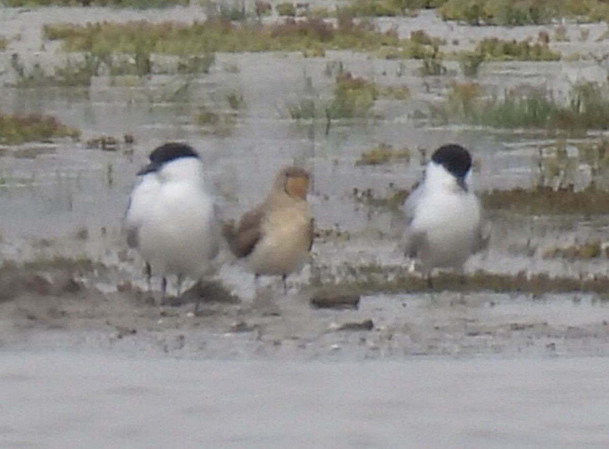 Collared Pratincole - ML617044075