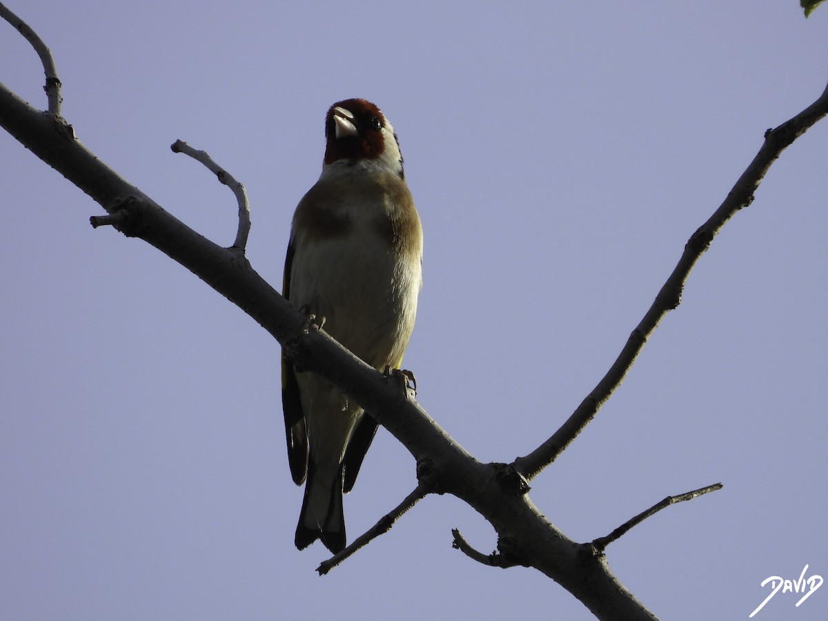 European Goldfinch - ML617044081