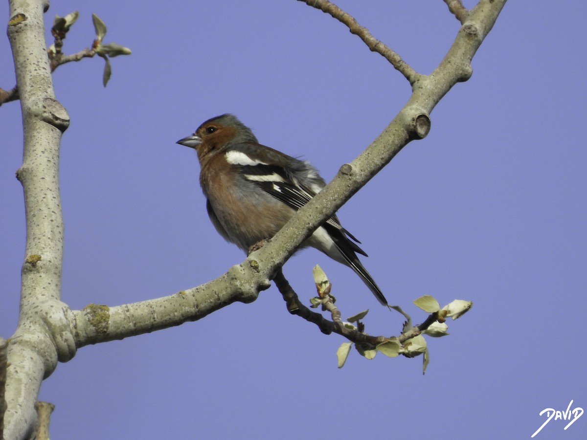 Common Chaffinch - ML617044103