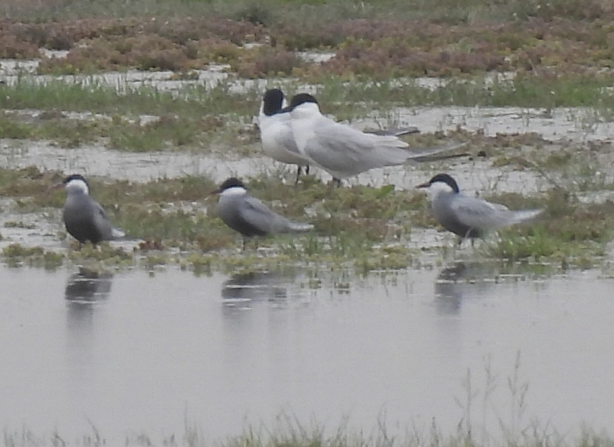 Whiskered Tern - ML617044107