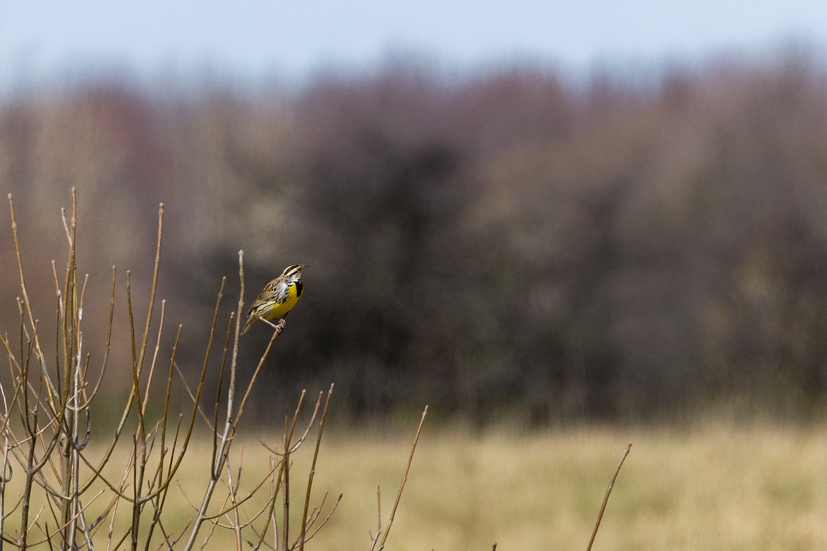 Eastern Meadowlark - ML617044130