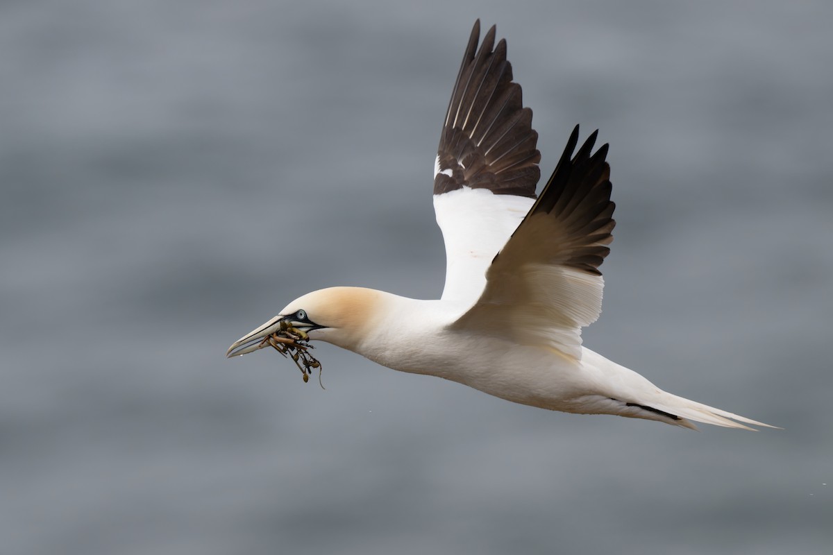 Northern Gannet - ML617044131