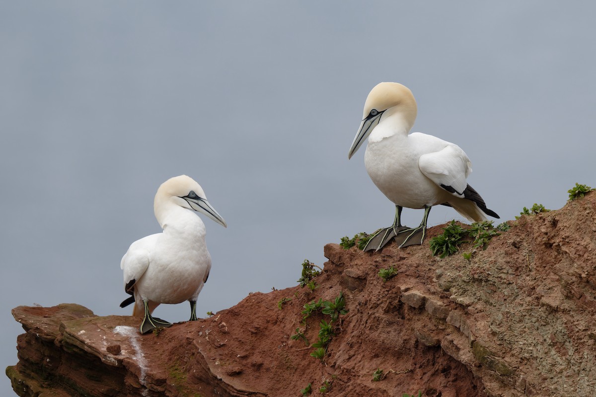 Northern Gannet - ML617044153