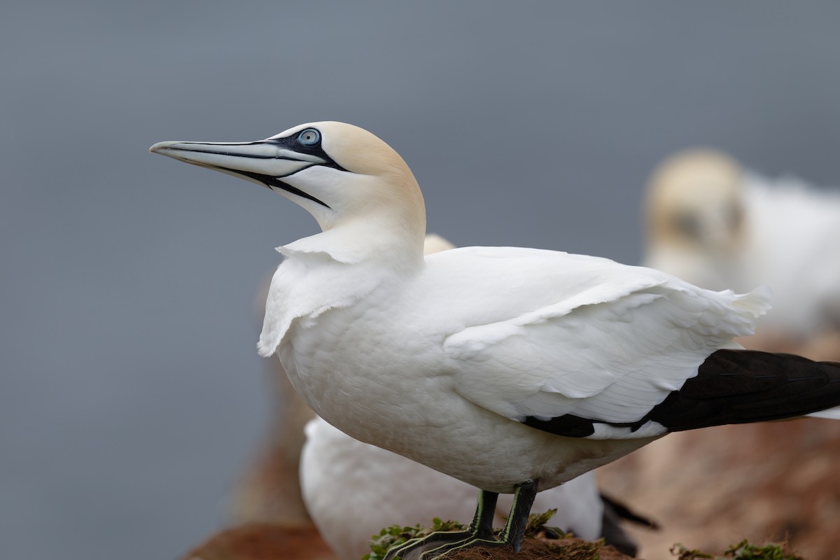 Northern Gannet - ML617044173