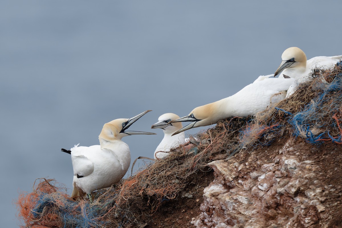 Northern Gannet - ML617044182