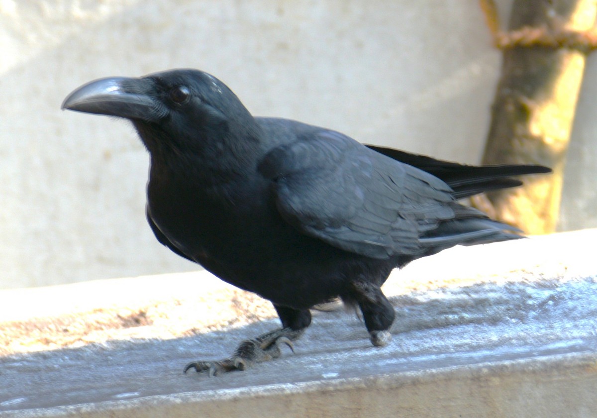 Corbeau à gros bec - ML617044197