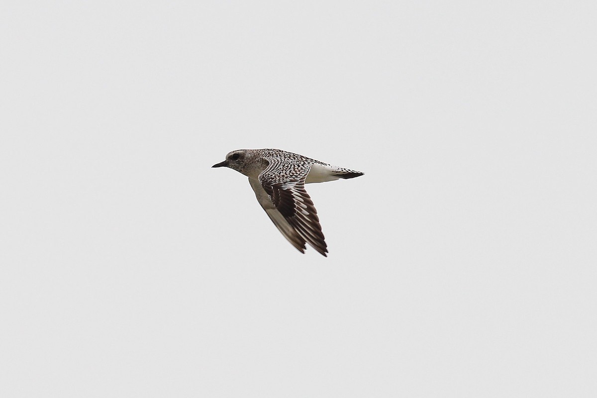 Black-bellied Plover - ML617044204