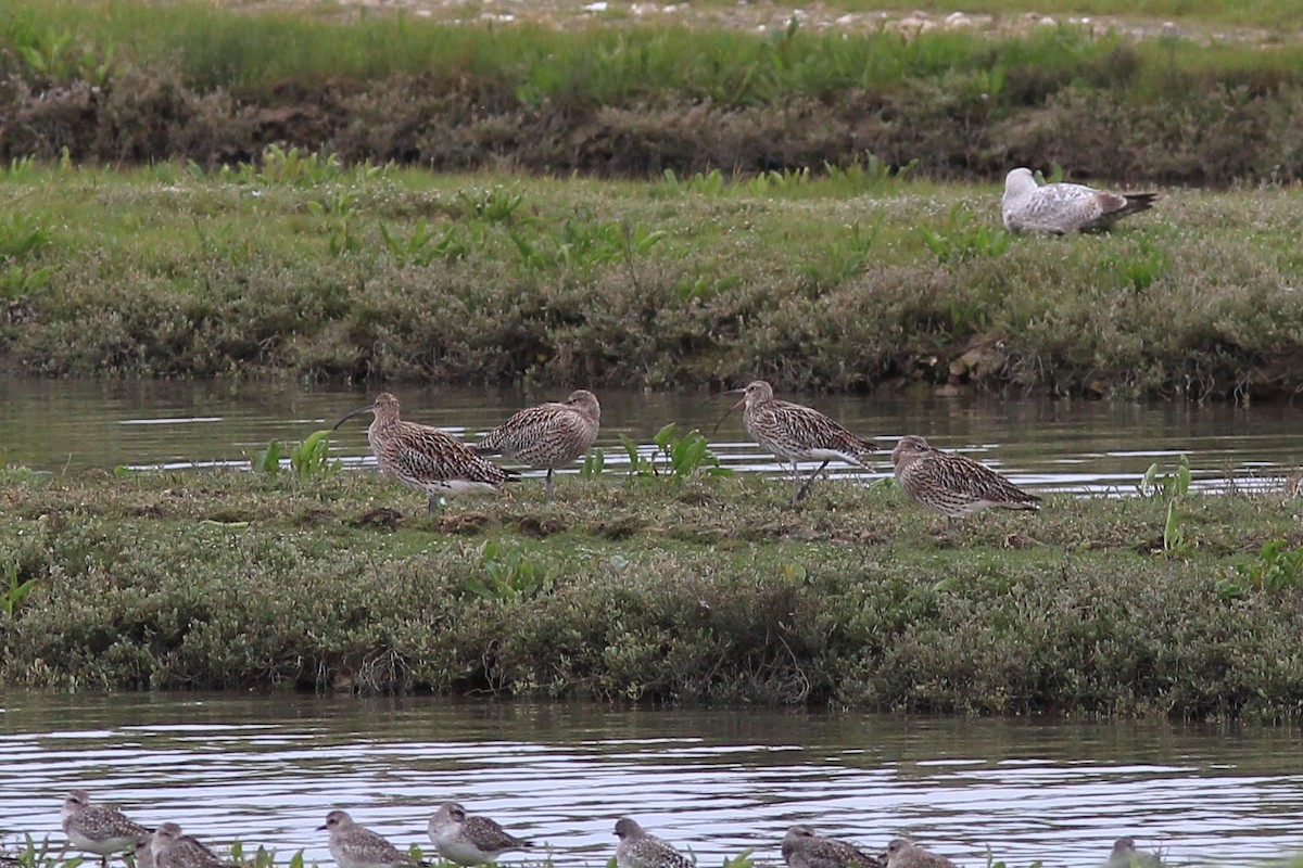 Eurasian Curlew - ML617044217