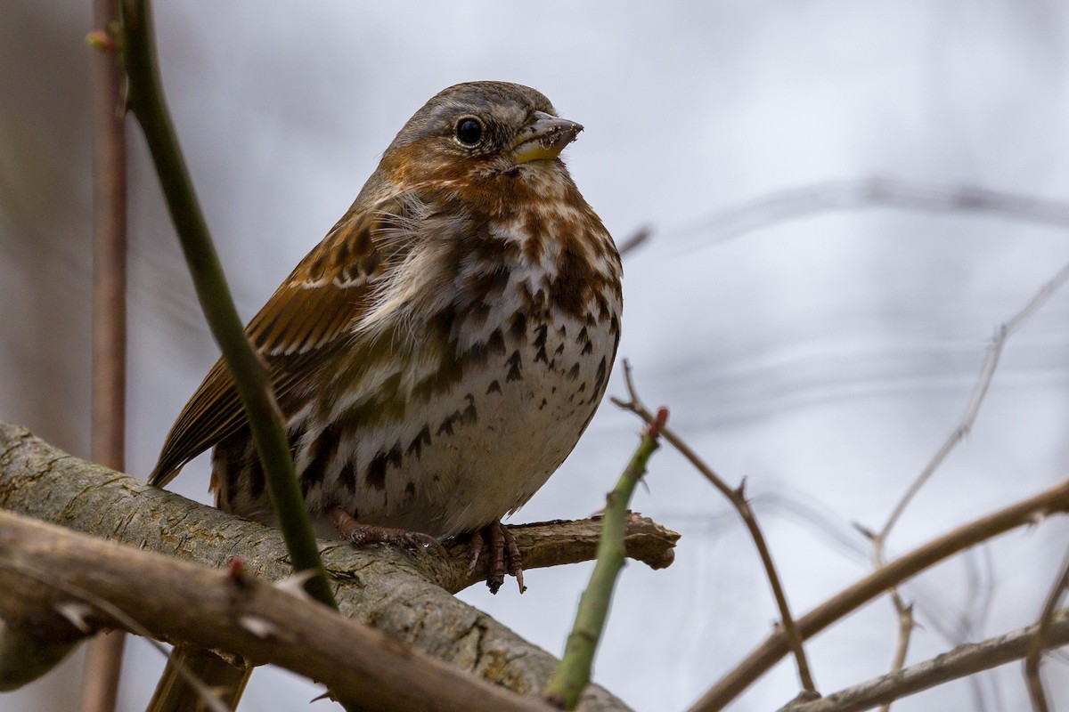 Fox Sparrow - ML617044220