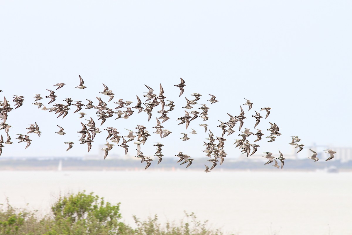 Ruddy Turnstone - ML617044232