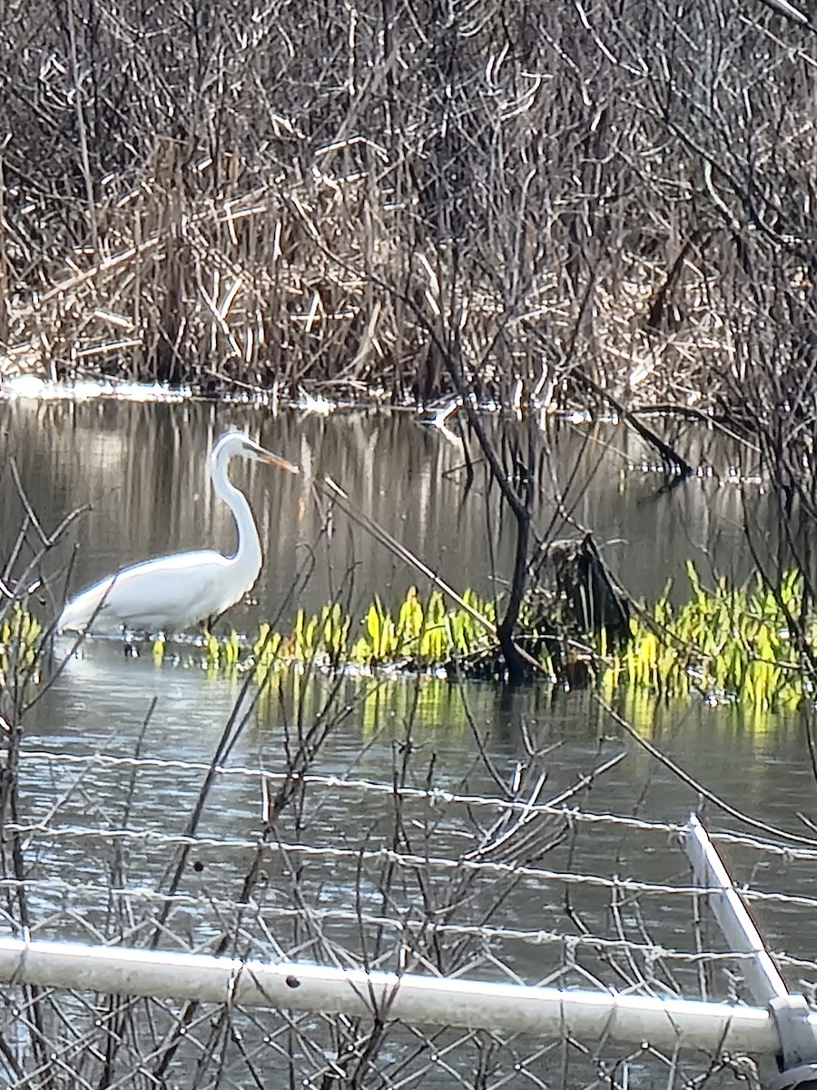 Great Egret - Jon Hills