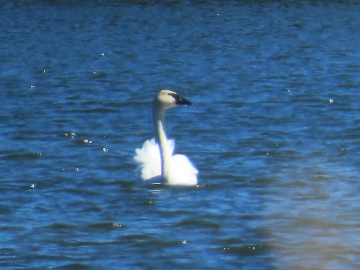 Trumpeter Swan - Carter Dorscht