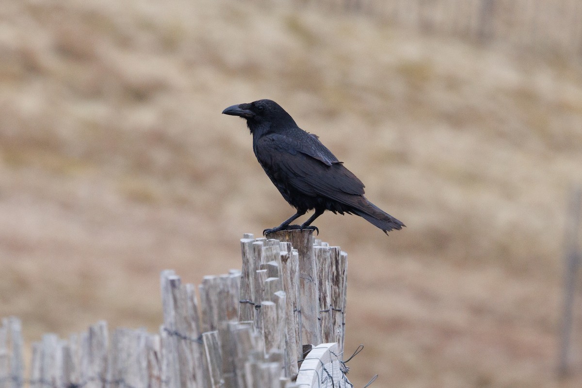 Common Raven - ML617044312