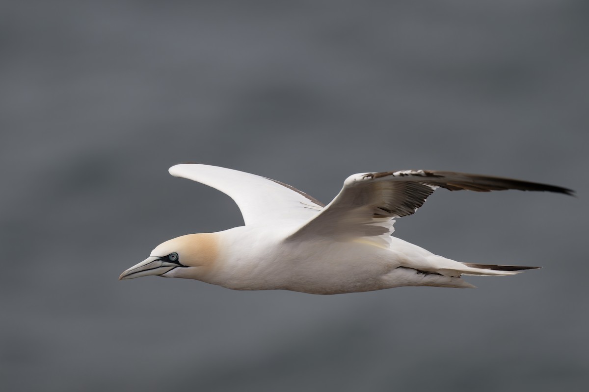 Northern Gannet - ML617044316