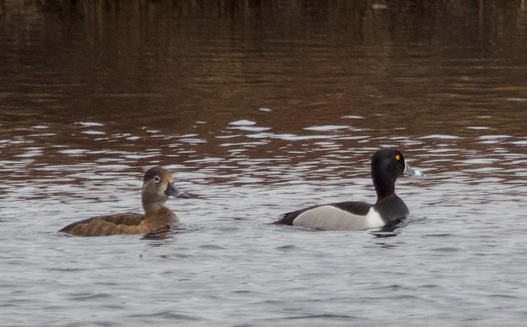 Ring-necked Duck - ML617044361