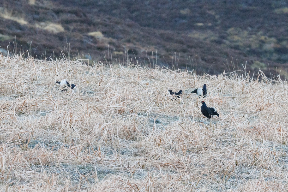 Black Grouse - ML617044372