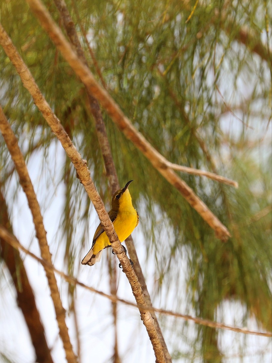 Ornate Sunbird - ML617044382