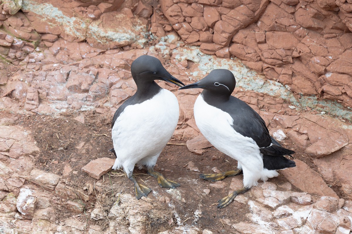 Common Murre - ML617044386