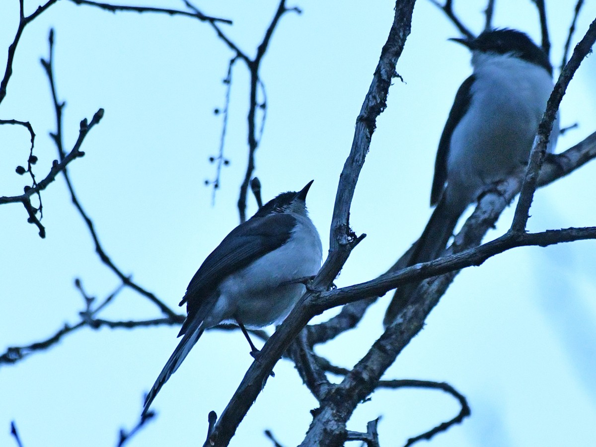 Black-backed Sibia - Brian Carruthers