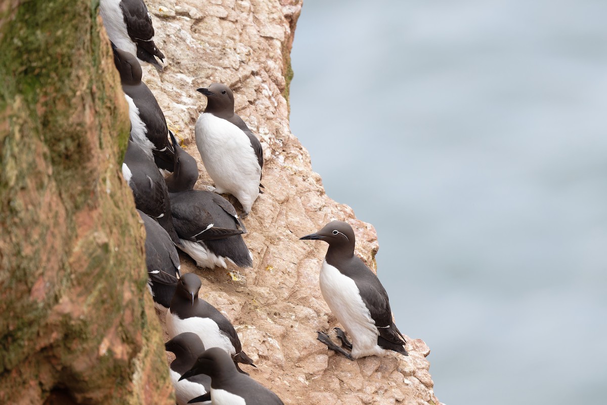 Common Murre - ML617044406