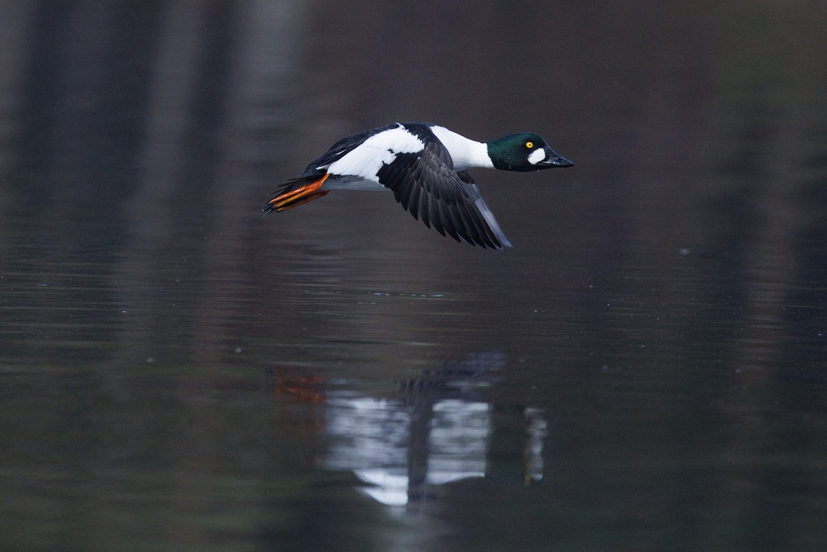 Common Goldeneye - ML617044484