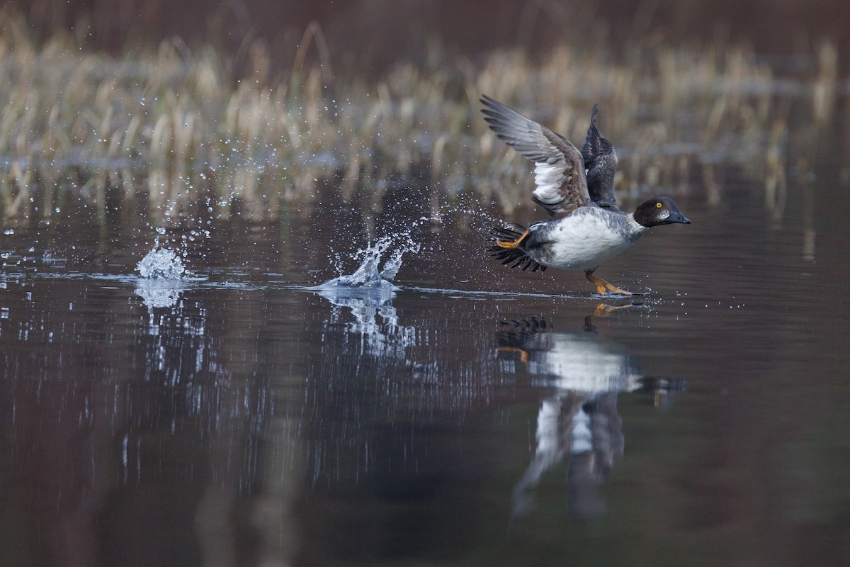 Common Goldeneye - ML617044488