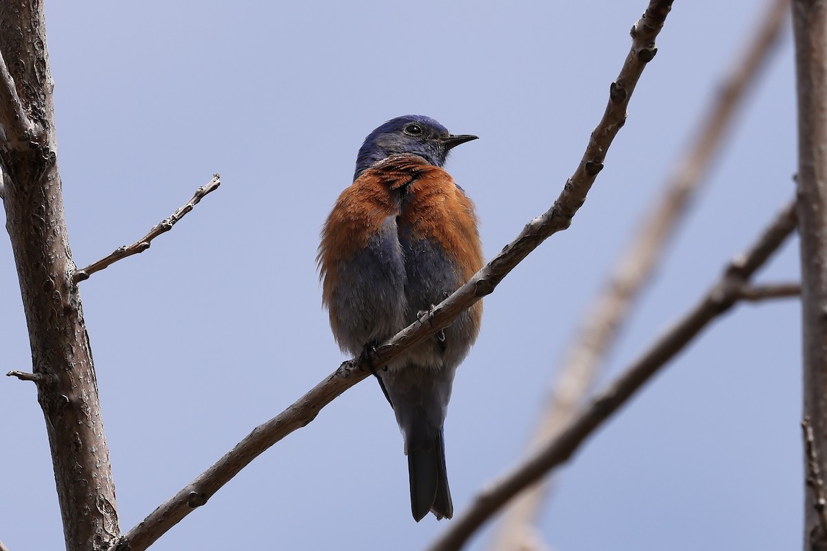 Western Bluebird - ML617044554