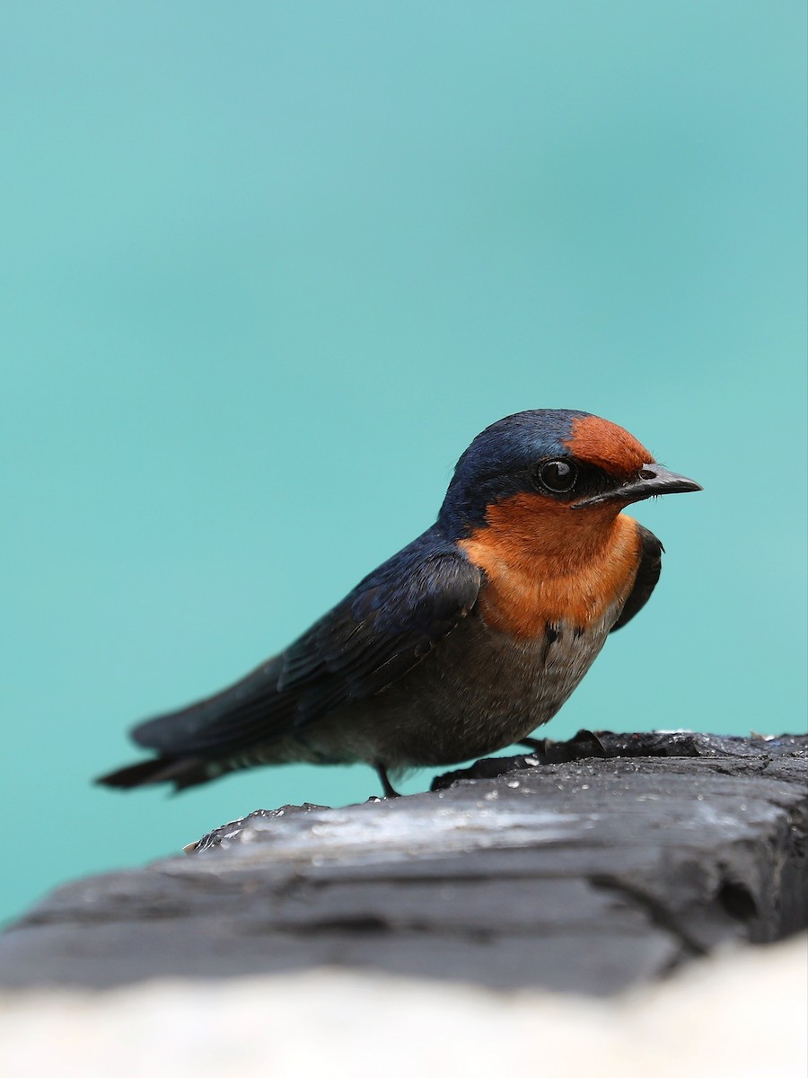 Pacific Swallow - Matthias Alberti