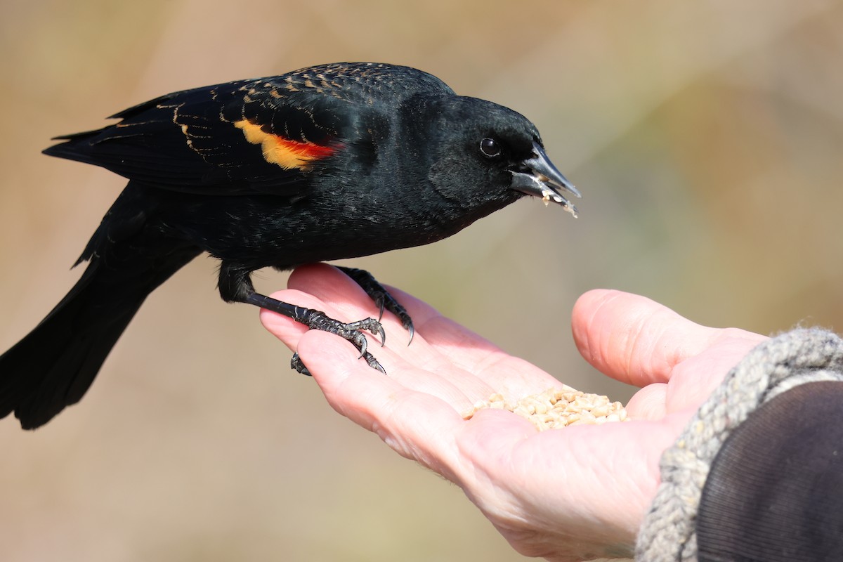 Red-winged Blackbird - ML617044563