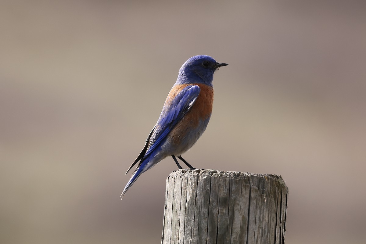 Western Bluebird - ML617044564