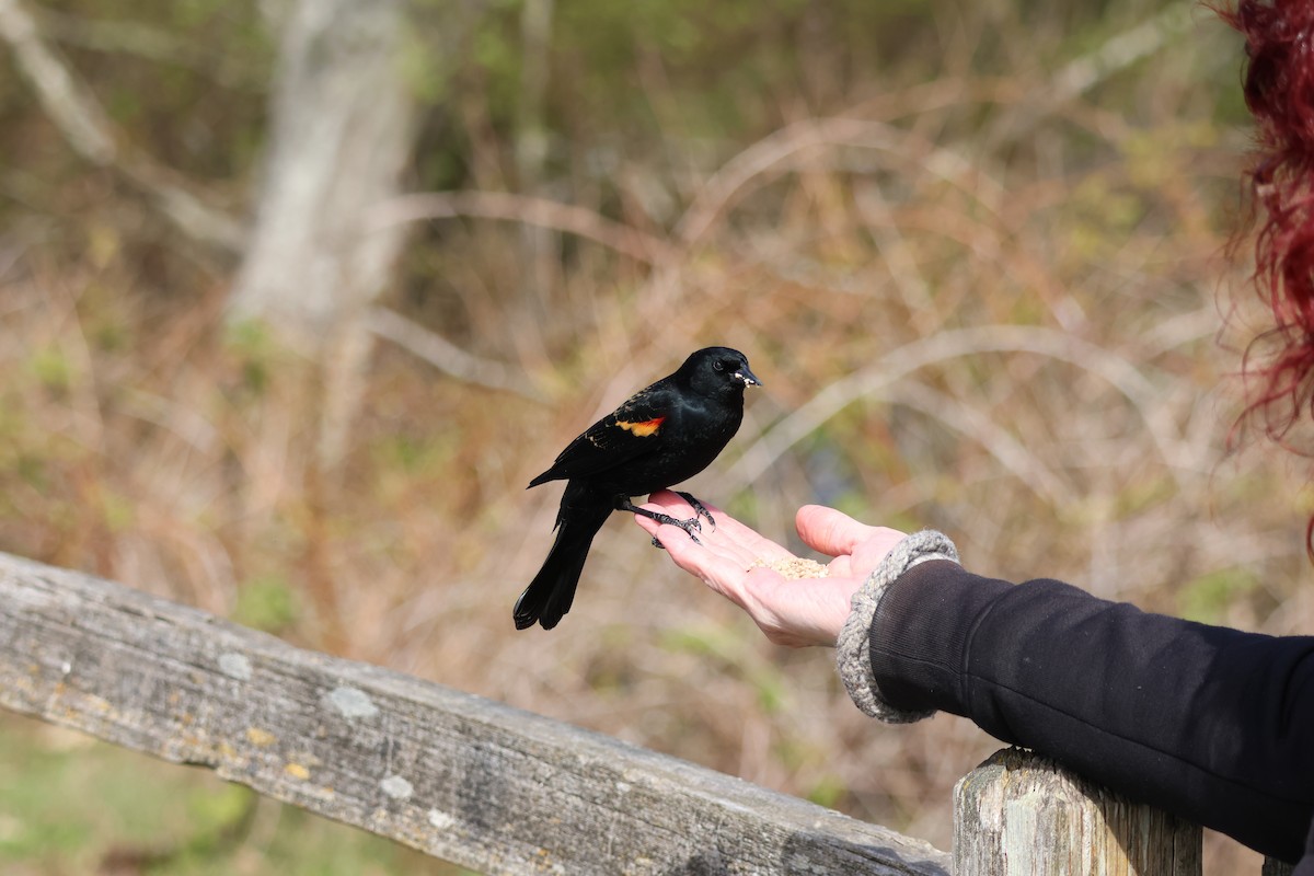 Red-winged Blackbird - Jody  Wells