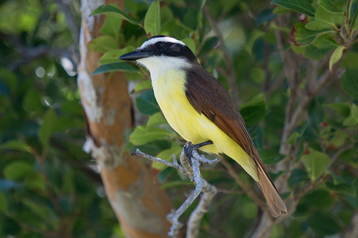 Great Kiskadee - ML617044599