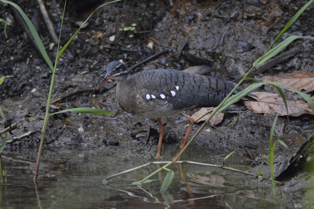 Sunbittern - Maria Fernanda Gauna