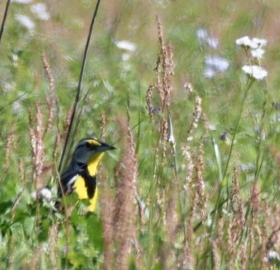 Eastern Meadowlark - ML617044687