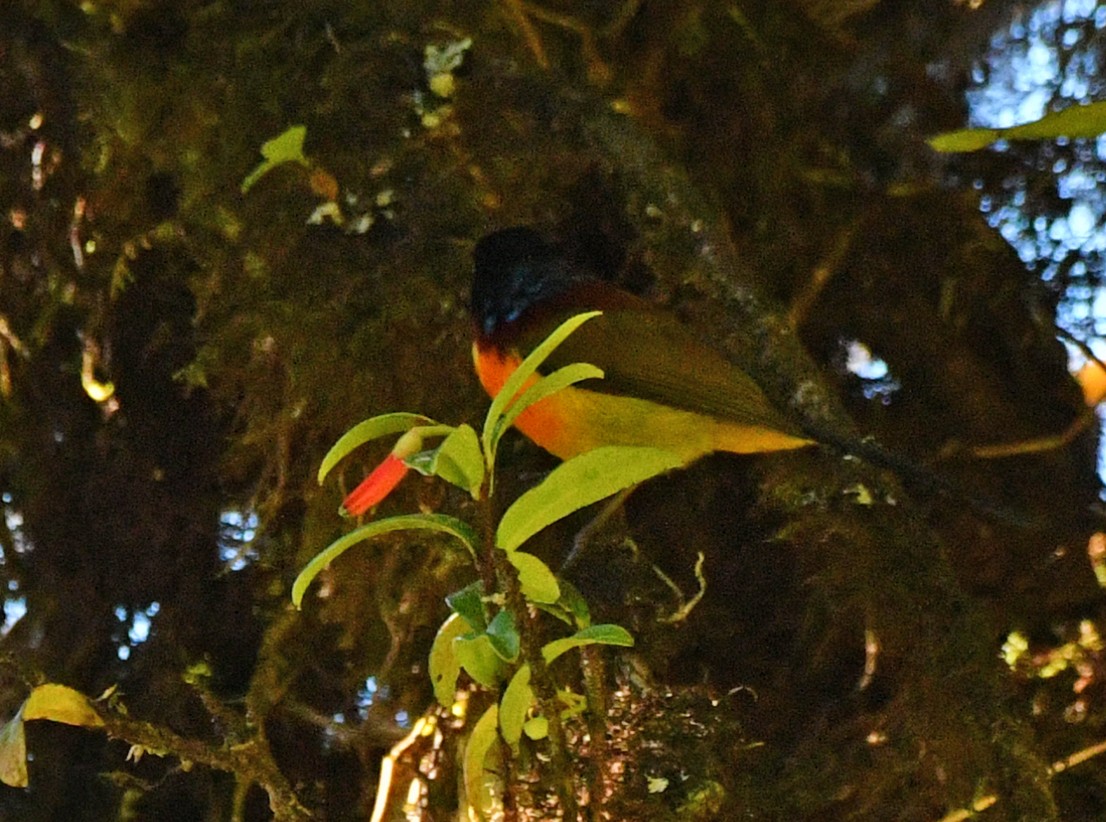 Green-tailed Sunbird (Doi Inthanon) - ML617044748