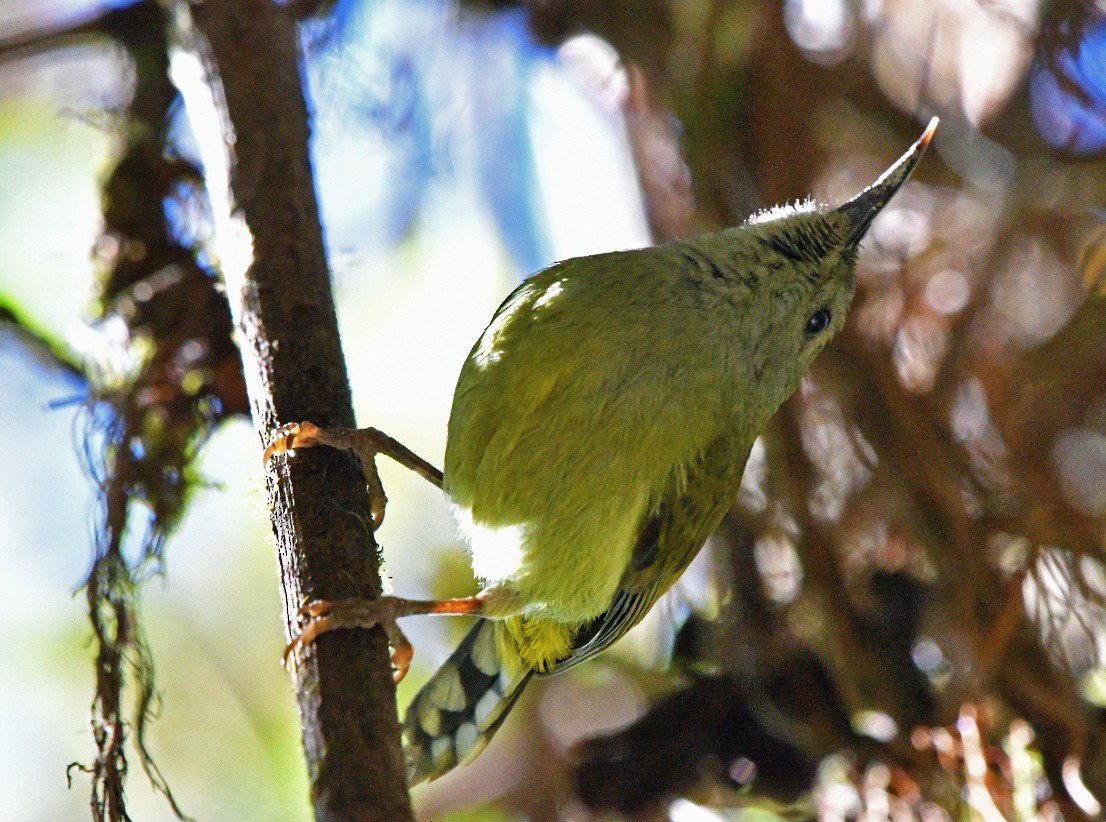 Green-tailed Sunbird (Doi Inthanon) - ML617044749