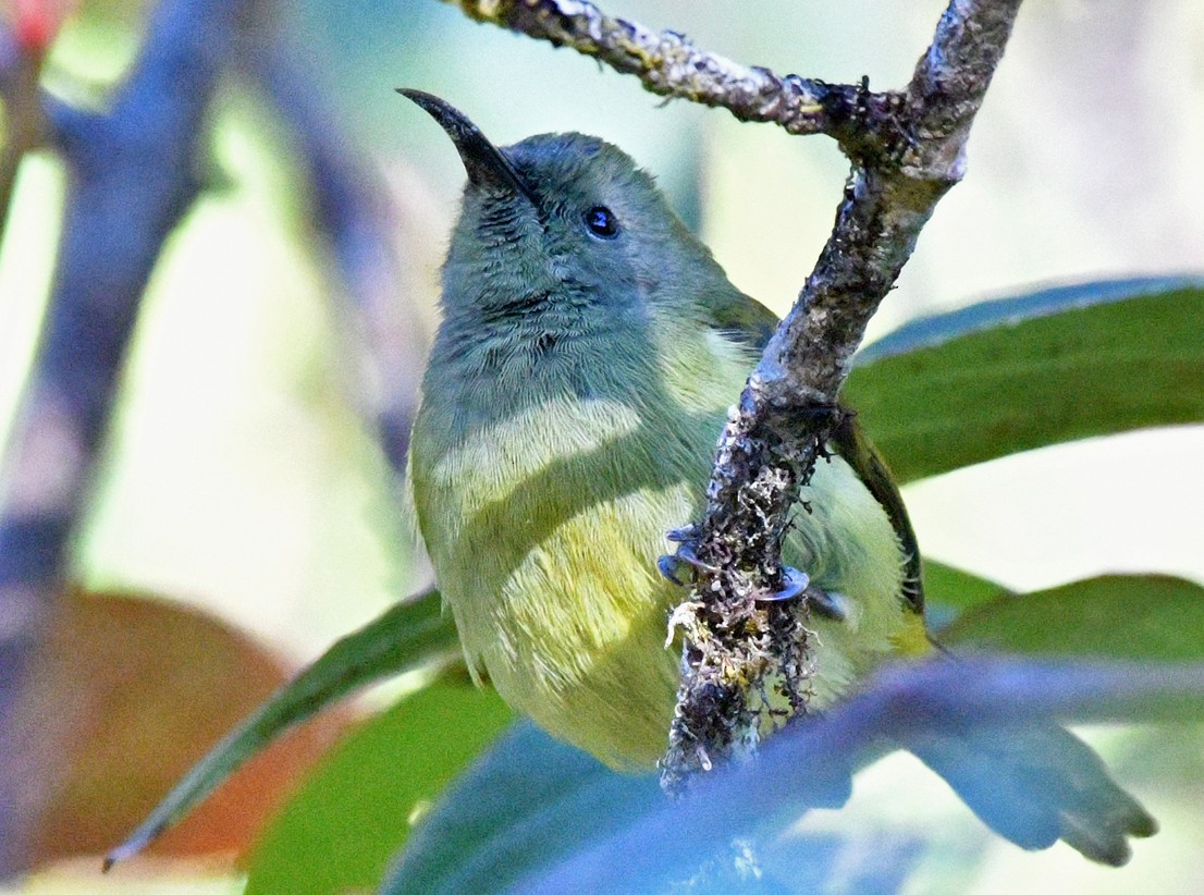 Green-tailed Sunbird (Doi Inthanon) - ML617044750