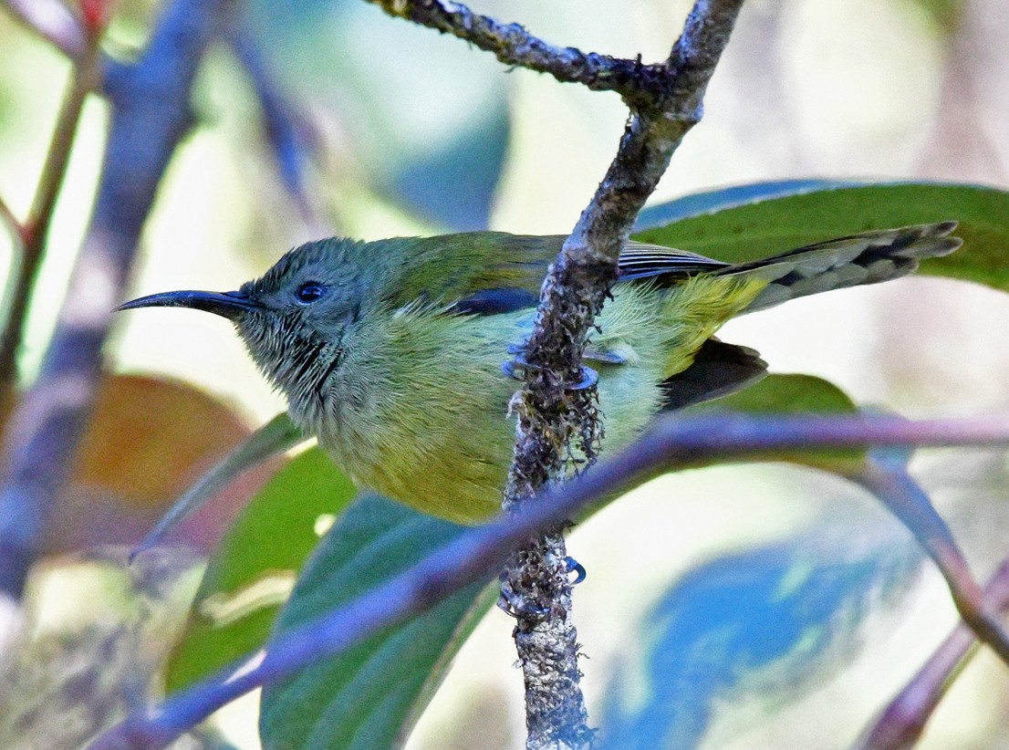 Grünschwanz-Nektarvogel (angkanensis) - ML617044751