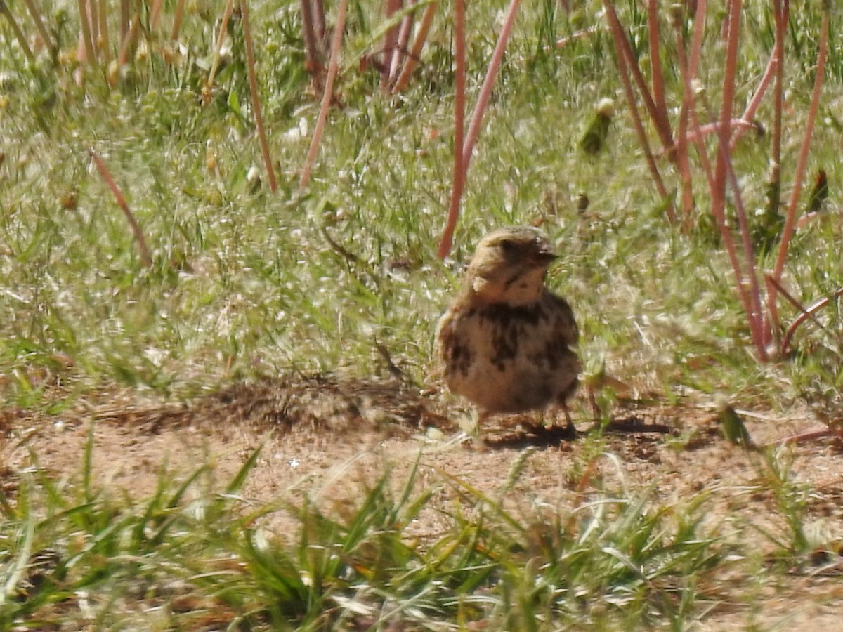 Harris's Sparrow - ML617044768