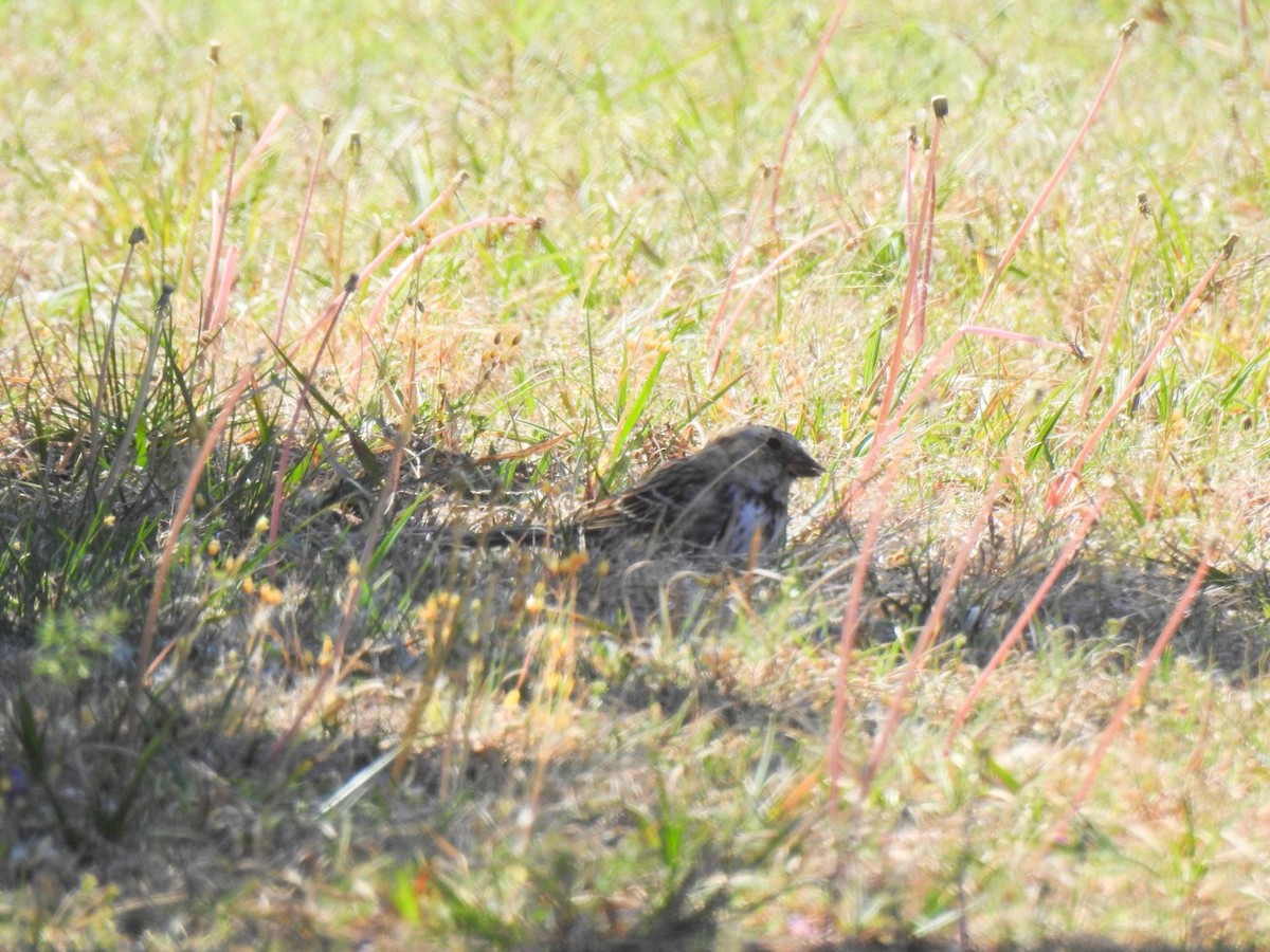 Harris's Sparrow - Beatrix Kohlhaas