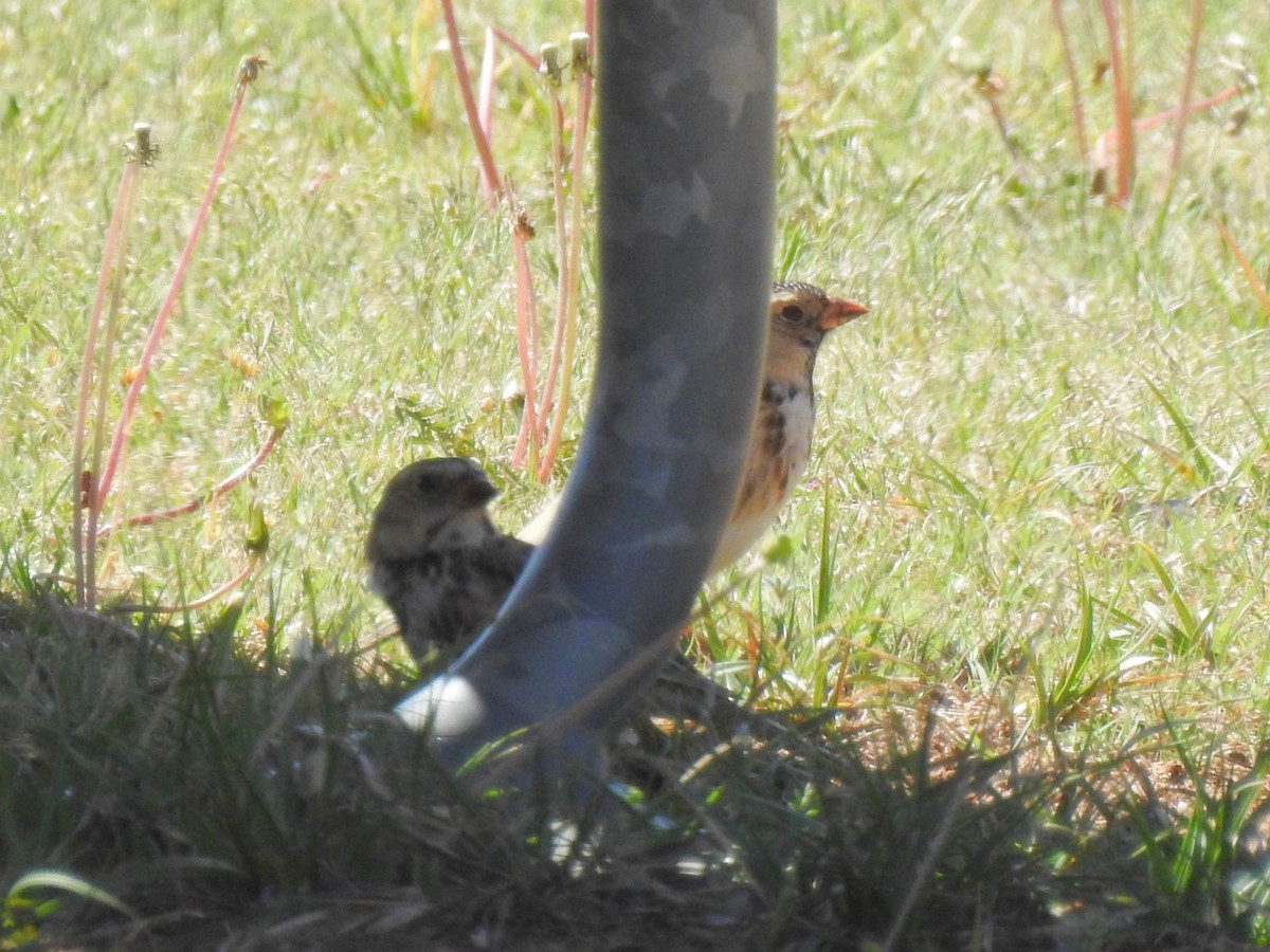 Harris's Sparrow - ML617044772