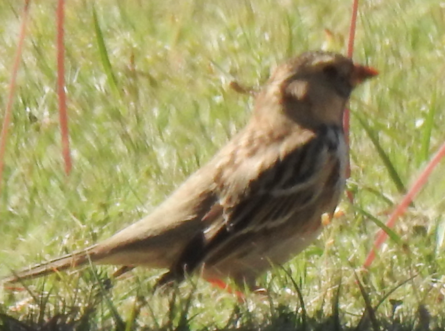 Harris's Sparrow - ML617044777