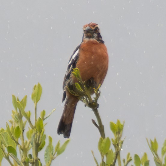 Rufous-tailed Plantcutter - Peter North