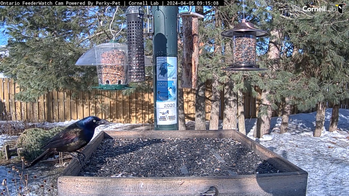 Common Grackle - Sandra Hawkins