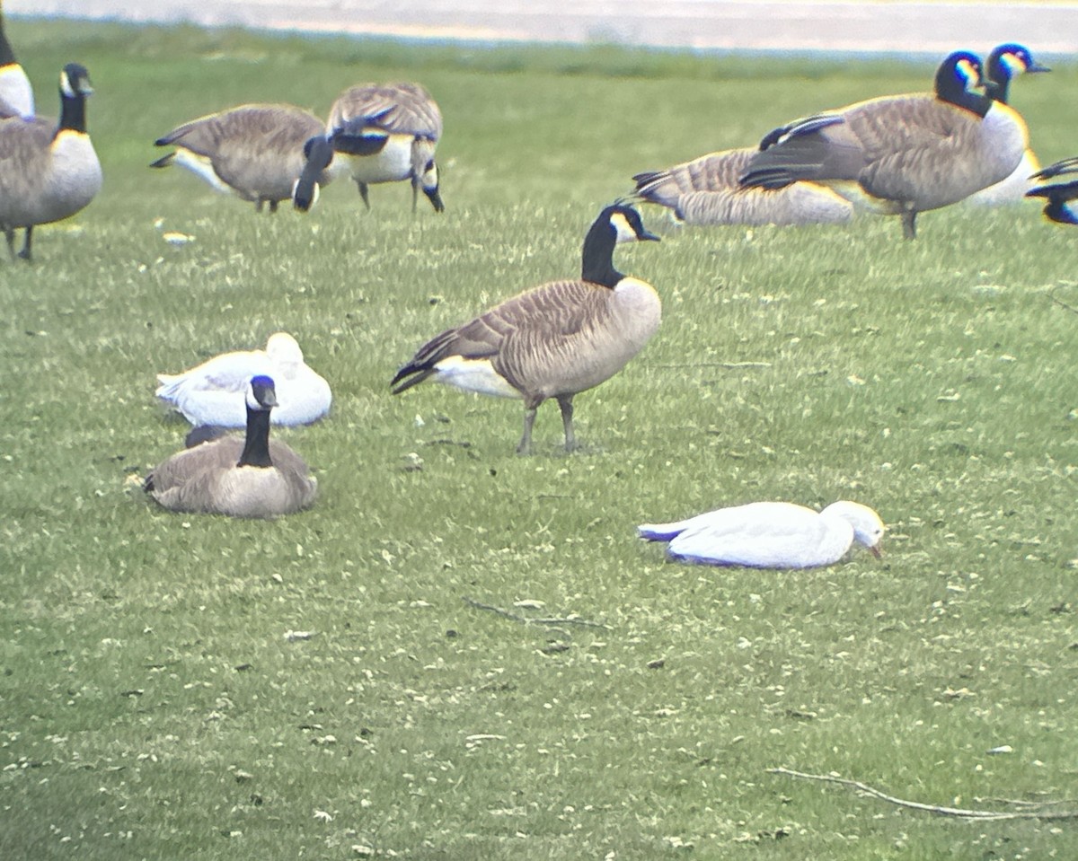 Ross's Goose - ML617044814