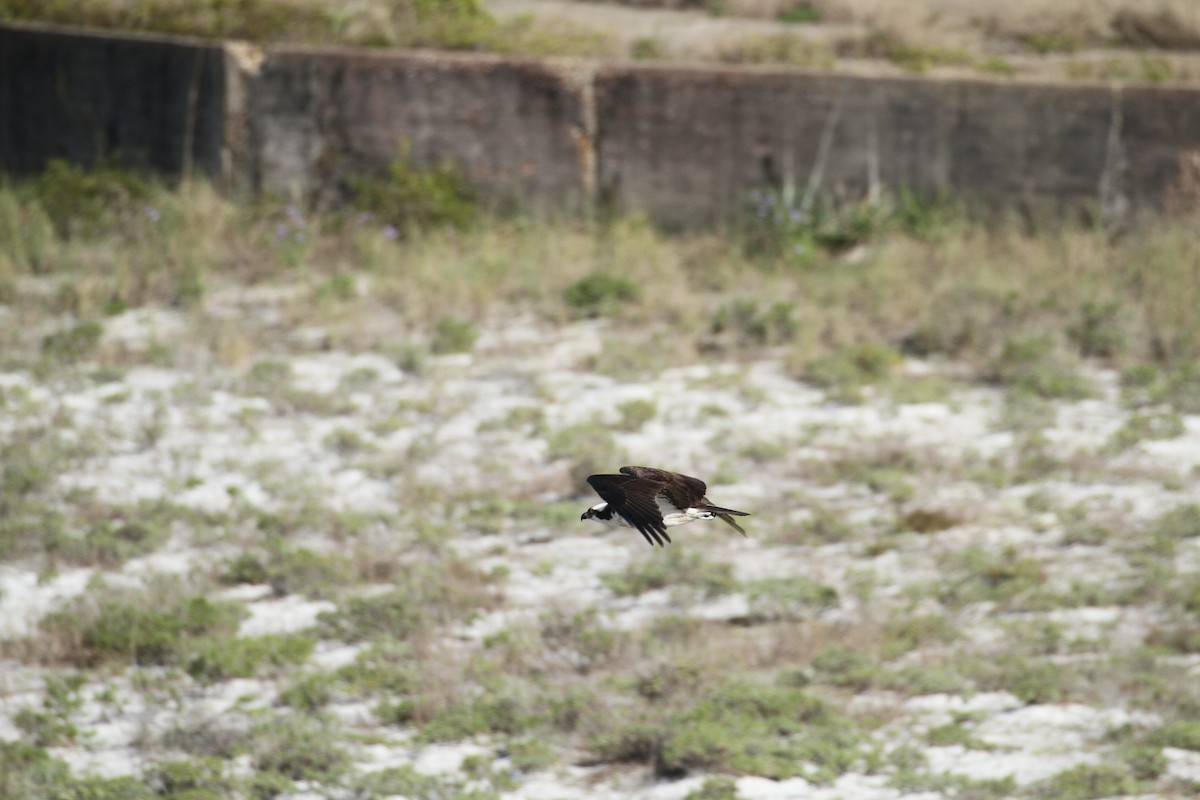 Águila Pescadora - ML617044817