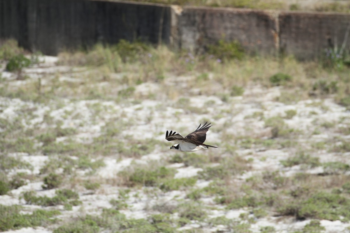 Águila Pescadora - ML617044818