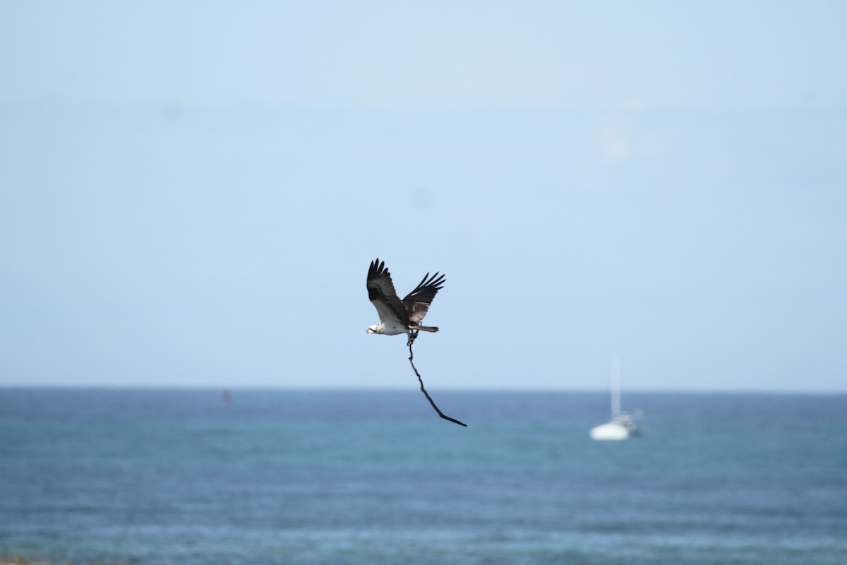 Águila Pescadora - ML617044820