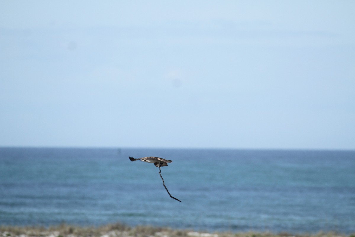 Águila Pescadora - ML617044823